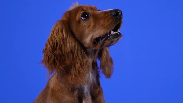 Portrait of a Funny English Cocker Spaniel in the Studio on a Blue Background
