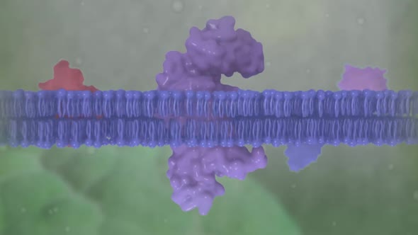 Animated clip showing the lipid layer