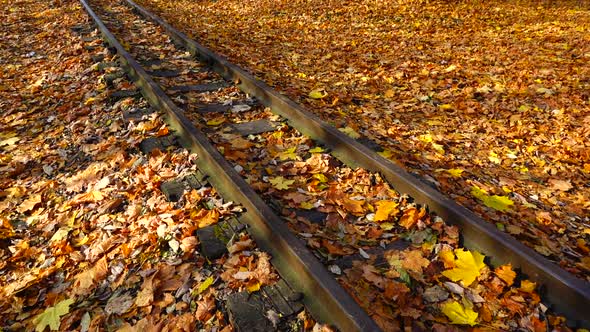 Narrow-gauge railway covered with autumn maple leaves. Railway road.