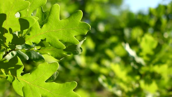 Green oak leaves close-up