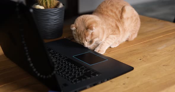 Funny playful cat lying on office desk at home workplace near laptop, notebook