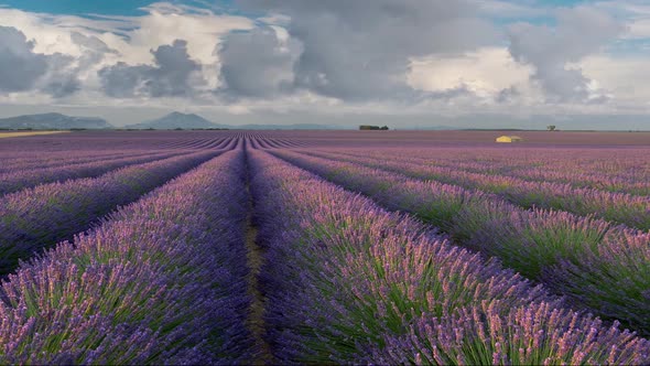 Panoramic Shot of Endless Lavender Field in Provence, France. Blooming Violet Fragrant Lavender