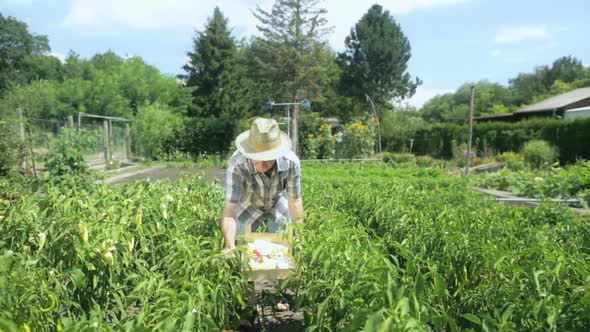 Farmer Harvesting Chillis