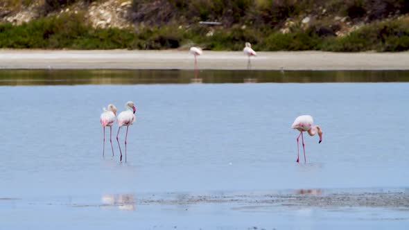 Flamingo Feeding in Shallow Water Phoenicopterus Ruber Feeds in Shallow Water Wild Greater Flamingo / Videohive