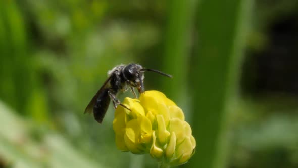 Macro shot of a bee cleaning itself on a yellow clover in slow motion.