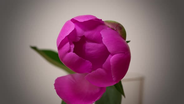 Timelapse Pink Peony Flower Blooming Isolated. Macro Shot of Velvety Petals Open