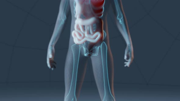 Male Human Anatomy Representation with Skeleton and Internal Organs