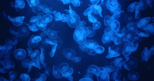 Jelly Fish Swim in Water Tank