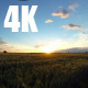 Wheat Field Sunset 4K Time Lapse - VideoHive Item for Sale