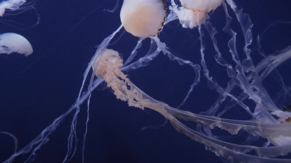 Jellyfish Move In The Water On A Blue Background