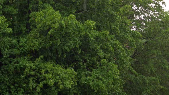 Rainy Day In Forest