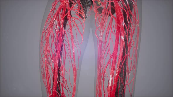 Human Anatomy Illustration with All Organs alt