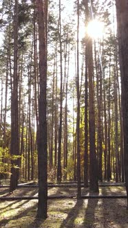 Vertical Video Autumn Forest with Trees By Day