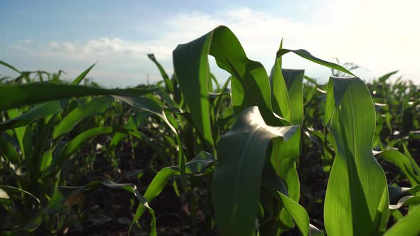 Corn Plantation Agriculture