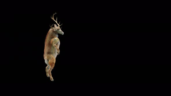 49 Deer Dancing 4K alt