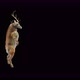 49 Deer Dancing 4K - VideoHive Item for Sale