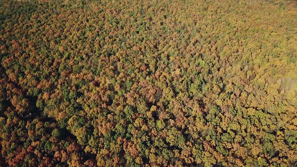 Aerial view over colorful autumn trees of a big forest near the rural place.