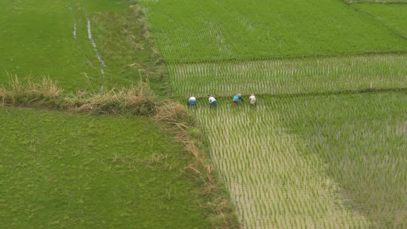 Famers working in agricultural fields, Mayapur, India. 4k aerial 