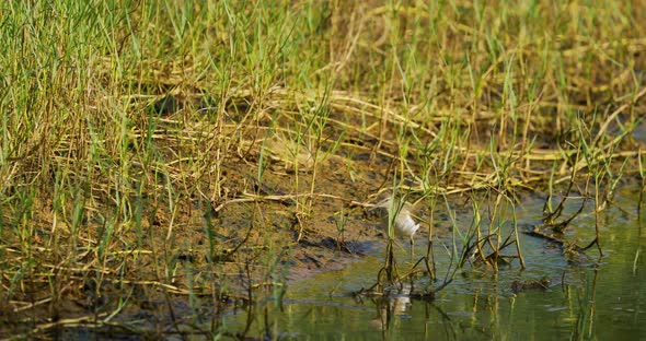 Goa, India. Common Sandpiper Walking On Coast Of Pond