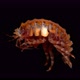 Amphipoda Brandtia Lata Under the Microscope, Family Acanthogammaridae - VideoHive Item for Sale