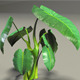 Elephant Ear plant - 3DOcean Item for Sale