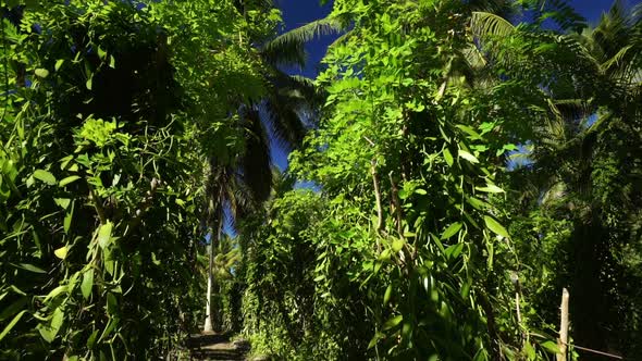Vanilla Plants on Tropical Island