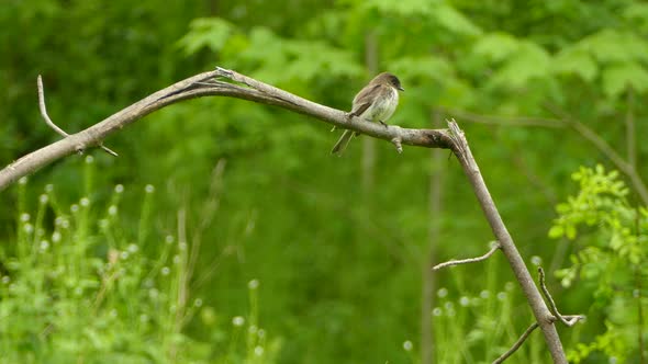 Eastern Phoebe bird with puffed up plumage perched on branch with green backdrop