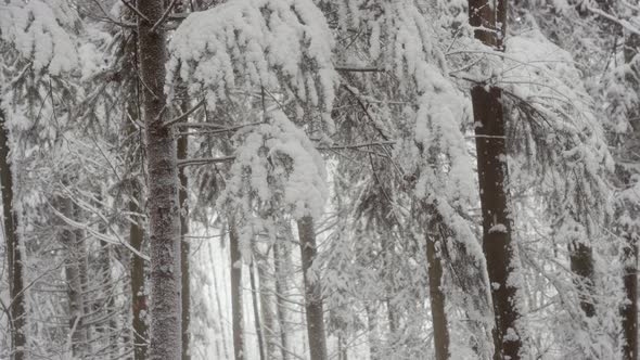 Snow falling in tranquil countryside with frozen trees alt