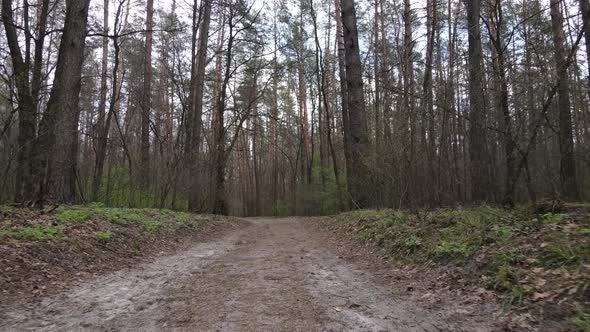 Aerial View of the Road Inside the Forest