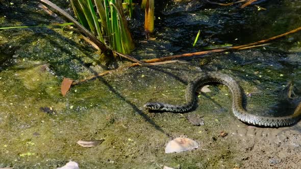 Snake Crawls in Marsh Through Swamp Thickets and Algae Closeup