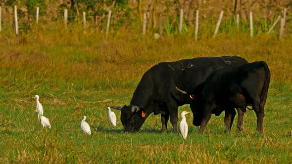 Camargue cattle (  Bos taurus) in the fields with Cattle egrets (Bubulcus ibis)