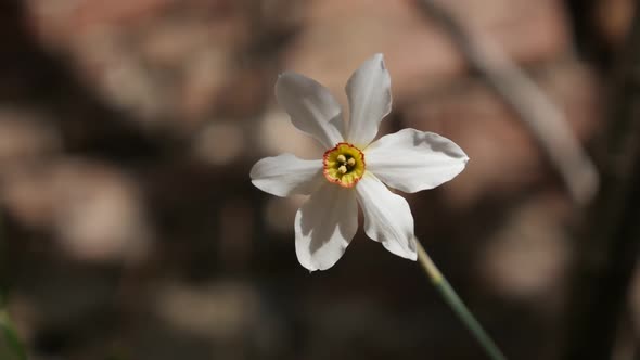 Narcissus poeticus flower against brick wall   slow-mo 1920X1080 HD footage - Close-up of Daffodil  