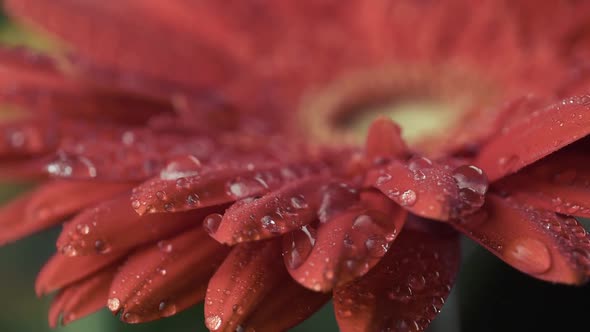 Macro Shot of Red Daisy-gerbera Flower with Water Drops. Dew Drops Falling on Flower Petals