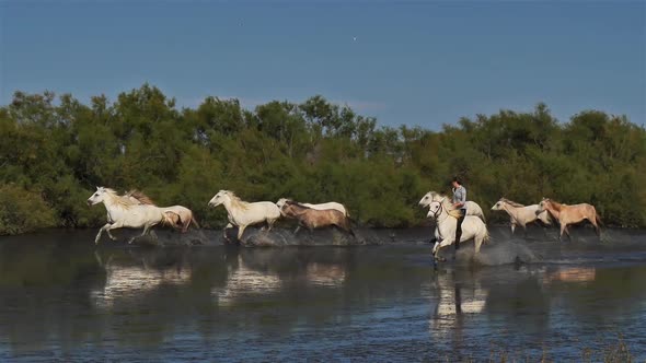 White Camargue horse, Camargue, France