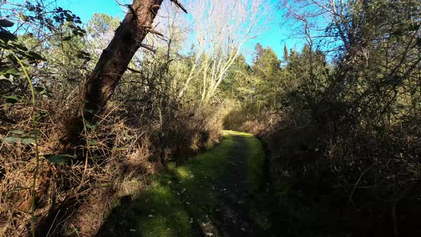 Narrow path through the forest