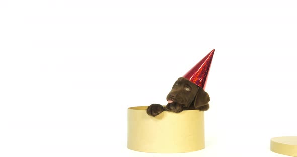 Brown Labrador Retriever, Puppy wearing a Pointed Hat on White Background, Normandy, Slow Motion 4K