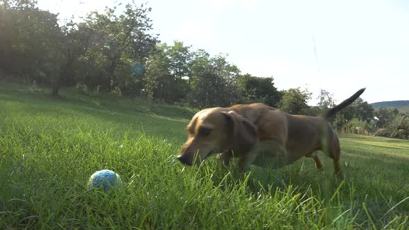 Dachshund catching a ball - 180fps slow motion