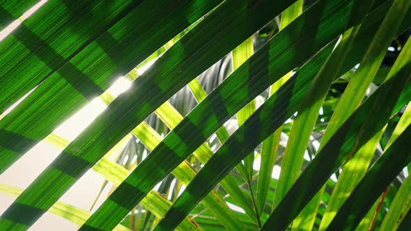 Moving Under Layers Of Jungle Plants