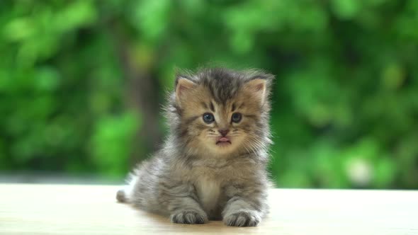 Cute Persian Kitten Sitting On Table