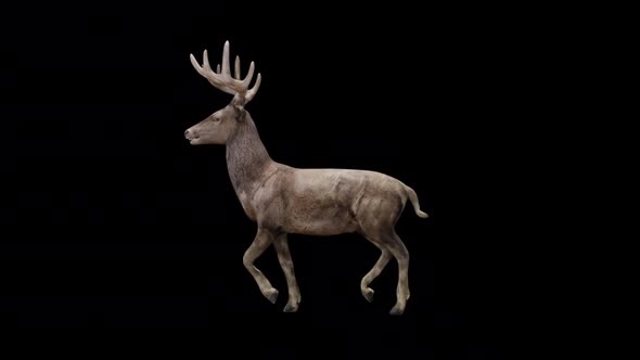Brown Stag Fast Walk View From Side alt