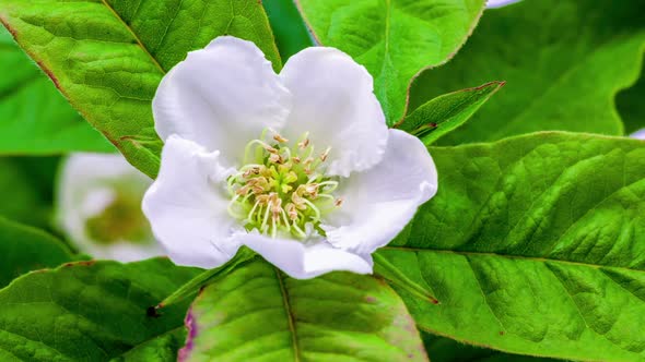 Medlar (wolfberry) Blossom 1