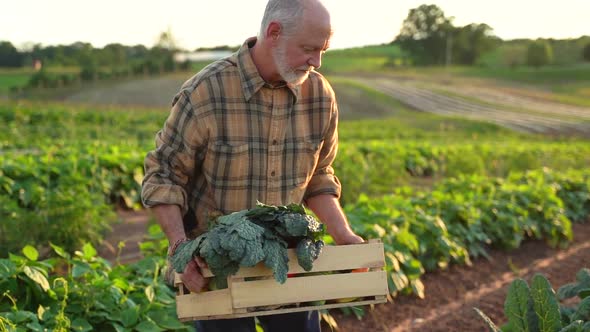 Close up slow motion of farmer walking and picking kale in the field at sunset.
