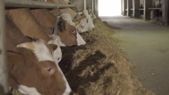 Cow milk farm, cows eating feed.