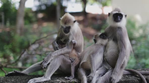 Group of langur monkeys sit together while babies move around in a cute way