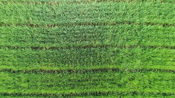 Aerial top view on lush green rice plantation natural pattern, Java, Indonesia