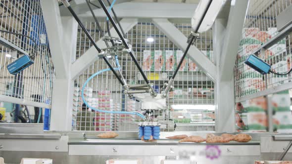 Automatic robot packing sweet potatoes from a conveyor belt to a box in a sorting facility