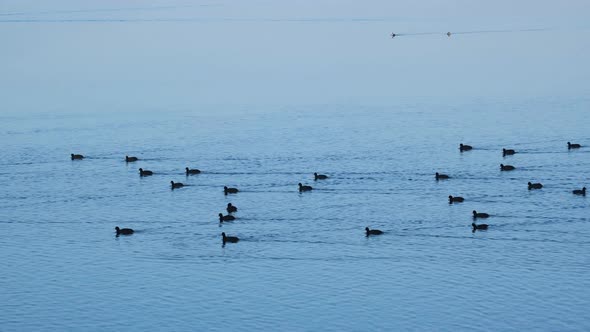 Eurasian coot swimming in Bavarian lake