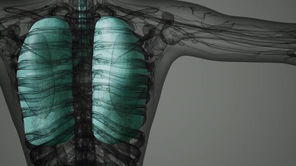Science Anatomy Scan of Human Lungs alt