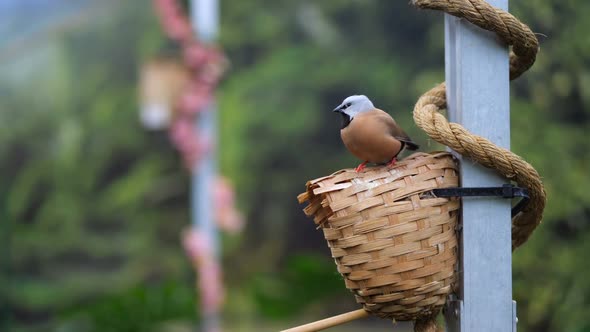 Storyed Birds