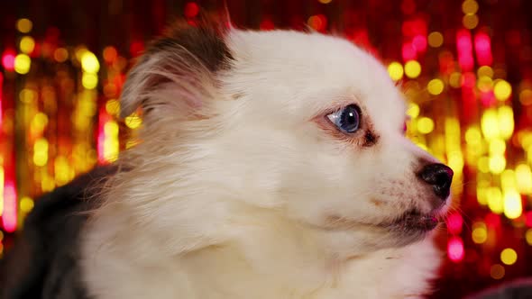 Side View of White Spitz Sitting on Background of Bright Highlights